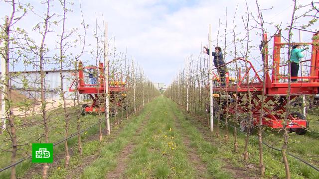 Российские фермеры просят ограничить импорт яблок