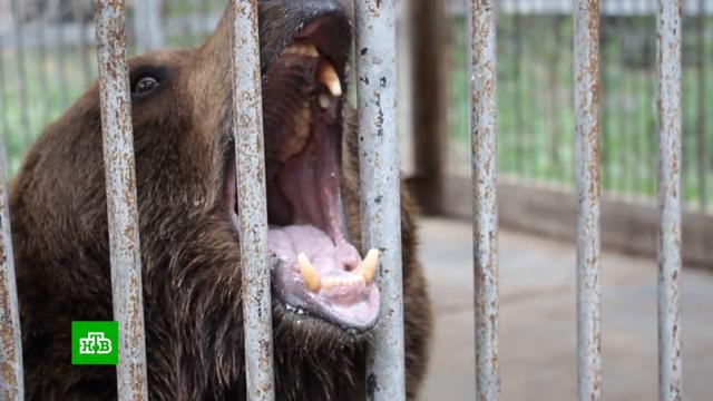 Одинокий медведь живет на трассе под Челябинском после закрытия придорожного кафе.Челябинская область, животные, медведи.НТВ.Ru: новости, видео, программы телеканала НТВ