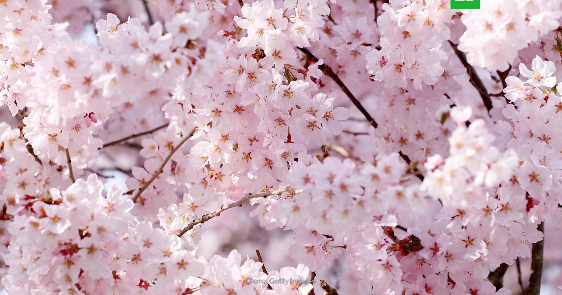 Цветение Сакуры в Ботаническом саду 2022