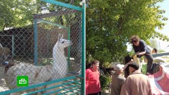 Для зоопарков Донбасса и Украины собрали 30 тонн гуманитарных грузов