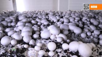 Почему свежие шампиньоны есть в магазинах круглый год: секреты грибной фермы