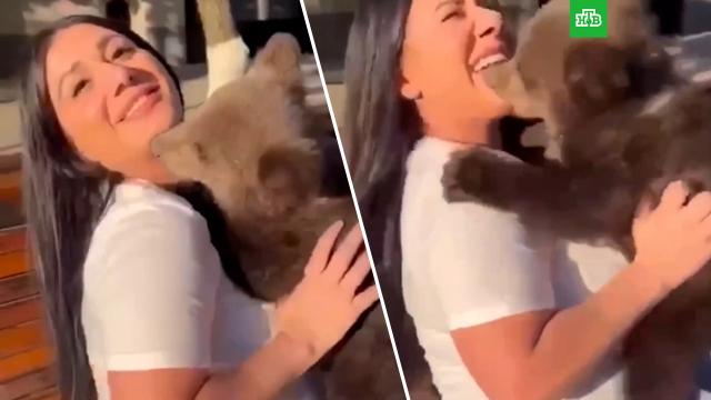 В Грозном медвежонок укусил девушку за лицо.НТВ.Ru: новости, видео, программы телеканала НТВ