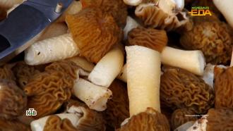 Сморчки и строчки: как не отравиться первыми весенними грибами 