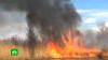 В Алтайском крае на территории Завьяловского заказника бушует лесной пожар