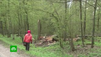 Полякам разрешили собирать хворост в лесах <nobr>из-за</nobr> роста цен на энергоносители