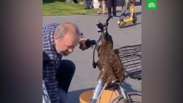 Пчелиная оккупация: насекомые атаковали велосипед курьера