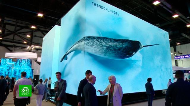 «Газпром нефть» отправила гостей ПМЭФ в виртуальное путешествие по Арктике
