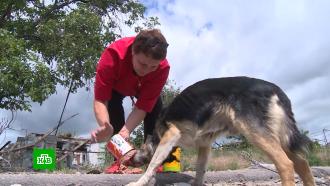 Донецкие волонтеры спасают брошенных в Мариуполе домашних животных