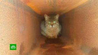 В Битцевском лесу спасли замурованного в металле кота 