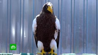 Птенцы редких белоплечих орланов вылупились в Московском зоопарке