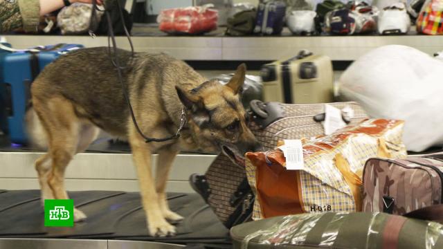 Как собаки помогают в борьбе с контрабандистами.аэропорты, животные, контрабанда, собаки.НТВ.Ru: новости, видео, программы телеканала НТВ