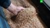 США не намерены вводить санкции против стран, импортирующих зерно из РФ