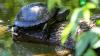 На природных территориях Москвы показались болотные черепахи