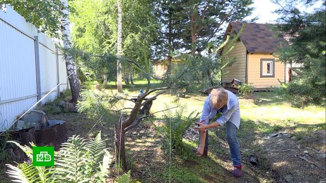 «Московское долголетие» научит пенсионеров садоводству и ландшафтному дизайну.Москва, пенсионеры.НТВ.Ru: новости, видео, программы телеканала НТВ