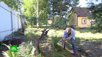 «Московское долголетие» научит пенсионеров садоводству и ландшафтному дизайну