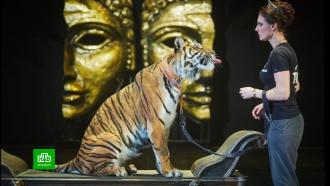 Умерла тигрица Шакира, ставшая звездой театра и кино