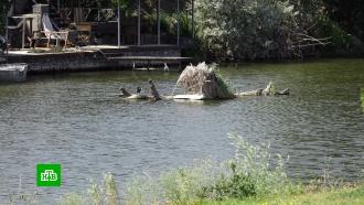 В спецоперации по поимке ростовского крокодила задействовали куриные тушки