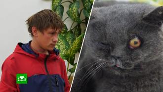 Искалечившему бездомного котенка живодеру вынесли приговор