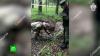 В гатчинском парке нашли братскую могилу военнопленных времен Великой Отечественной