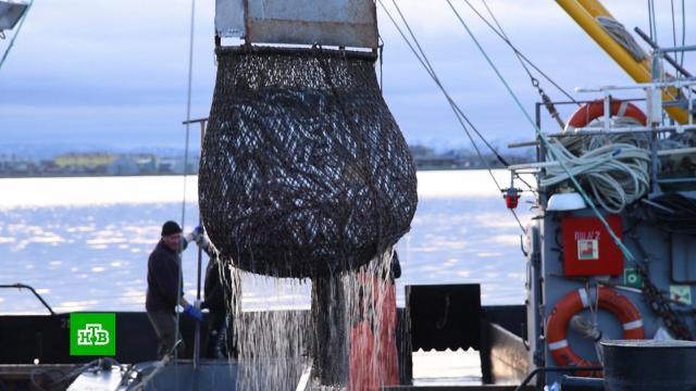 Плохие прогнозы не оправдались: объемы добычи лосося на Дальнем Востоке приближаются к рекорду.Дальний Восток, Магаданская область, Сахалин, охота и рыбалка, рыба и рыбоводство.НТВ.Ru: новости, видео, программы телеканала НТВ