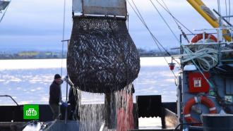 Плохие прогнозы не оправдались: объемы добычи лосося на Дальнем Востоке приближаются к рекорду