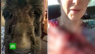 Житель Ярославской области изрубил топором призовую собаку