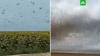 Полчища саранчи атаковали поля на Кубани: видео 