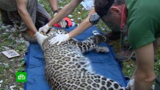 Родившихся в Сочи леопардов выпустят в горах Северной Осетии