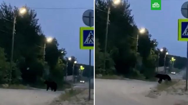 Очевидцы сняли на видео гуляющего по поселку медведя.Сахалин, медведи.НТВ.Ru: новости, видео, программы телеканала НТВ
