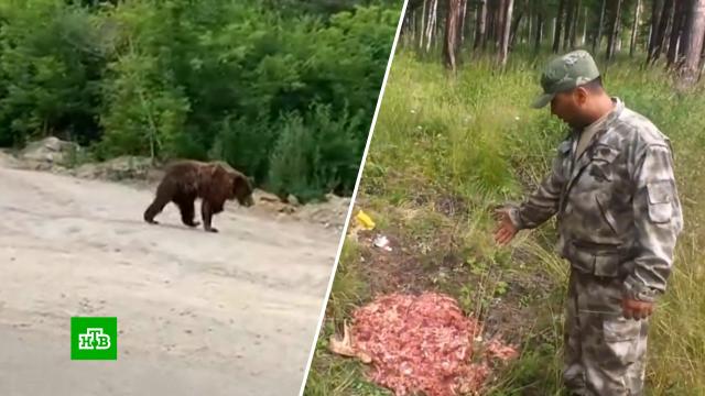 В Иркутской области ловят сбежавшую из приюта трехлапую медведицу.Иркутская область, животные, медведи.НТВ.Ru: новости, видео, программы телеканала НТВ
