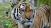 Итоги переписи амурских тигров: как полосатые хищники уживаются рядом с людьми