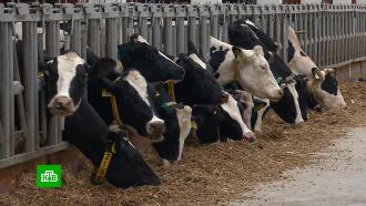В Татарстане фермеры включают коровам классическую музыку для повышения надоев