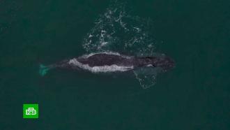 В Охотском море погибает запутавшийся в рыбацких сетях кит