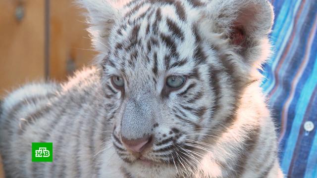 В зоопарке Барнаула впервые вышли в свет два белых бенгальских тигренка.Барнаул, животные, зоопарки, тигры.НТВ.Ru: новости, видео, программы телеканала НТВ