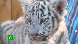 В зоопарке Барнаула впервые вышли в свет два белых бенгальских тигренка