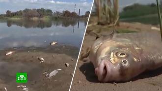 В Польше у берегов отравленной реки находят тонны мертвой рыбы