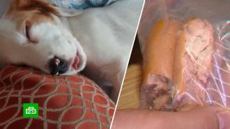 Умерли в жутких муках: в Подмосковье 11 собак отравились разбросанными во дворах сосисками