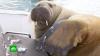 Почему в Норвегии усыпили знаменитую моржиху Фрейю