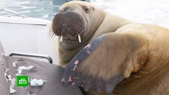 Почему в Норвегии усыпили знаменитую моржиху Фрейю