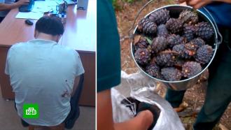 В Сибири продавцы кедровых орешков пытались убить двух китайских бизнесменов