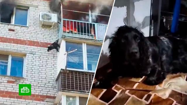 Собака выпрыгнула из горящей квартиры на пятом этаже и выжила.Нижегородская область, пожары, собаки.НТВ.Ru: новости, видео, программы телеканала НТВ