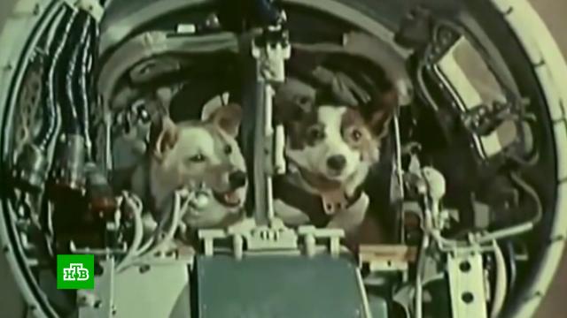 Пушистые космонавты: 62 года назад Белка и Стрелка отправились в космос.космонавтика, космос, наука и открытия, собаки.НТВ.Ru: новости, видео, программы телеканала НТВ