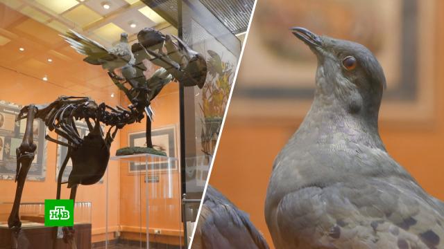 Коллекцию таинственного собирателя ценностей показали в Дарвиновском музее