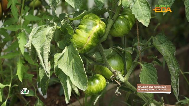 Правда ли, что зеленые помидоры опасны?НТВ.Ru: новости, видео, программы телеканала НТВ