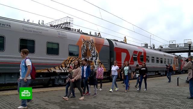 Между Москвой и Владивостоком будет курсировать тигриный поезд.РЖД, железные дороги, животные, поезда, тигры.НТВ.Ru: новости, видео, программы телеканала НТВ