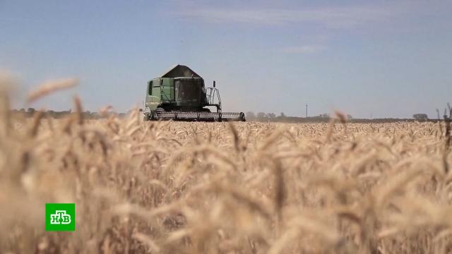 «Зерно в обмен на оружие»: почему украинская пшеница не доходит до беднейших стран.Украина, войны и вооруженные конфликты, продукты.НТВ.Ru: новости, видео, программы телеканала НТВ