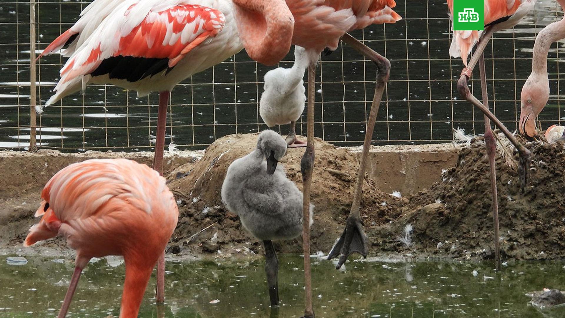 Зоопарк фламинго