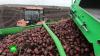 Российские селекционеры выводят отечественные сорта картофеля