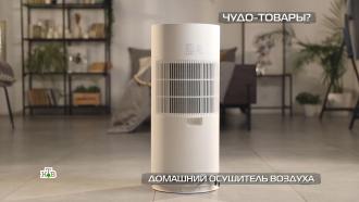 Осушитель воздуха против плесени: эксперимент в петербургской квартире