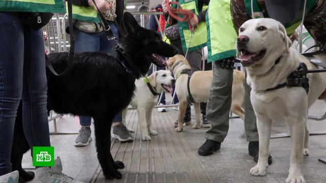 В столичном метро тренируют собак-поводырей для всей России.Москва, метро, собаки.НТВ.Ru: новости, видео, программы телеканала НТВ